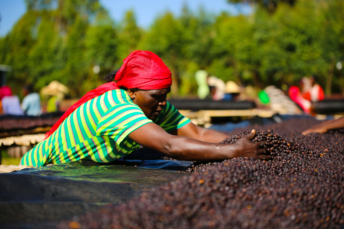 Ethiopia Odaco