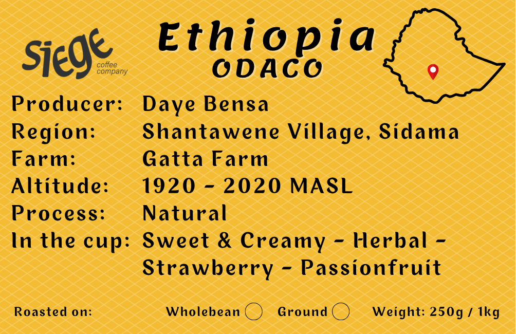 Ethiopia Odaco