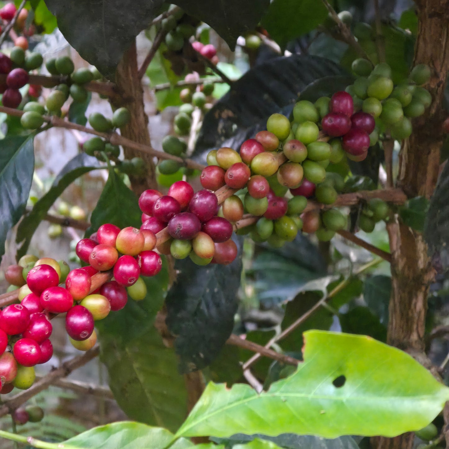Colombia Sierra Nevada Community Lot