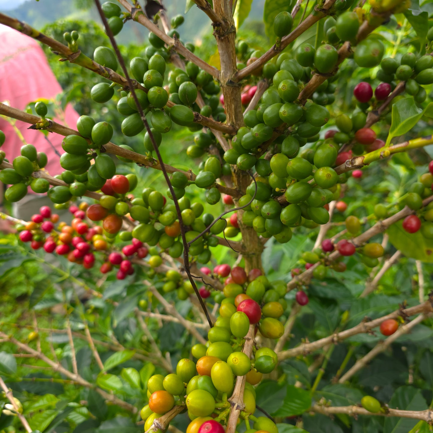 Colombia Huber Chona